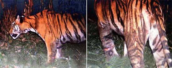 tiger wayanad