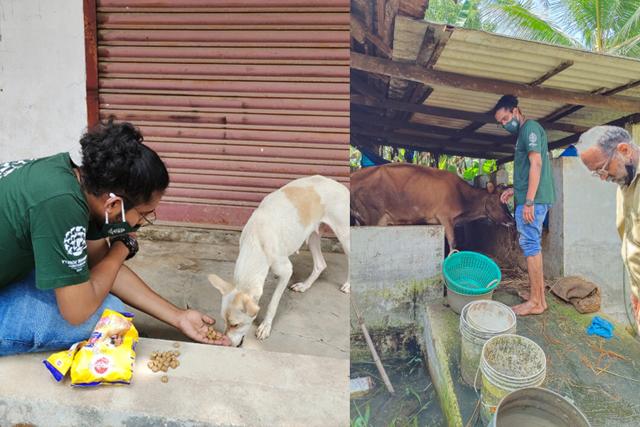 Humane Society International India provides relief to animals affected in Kerala  floods – Kairali News | Kairali News Live