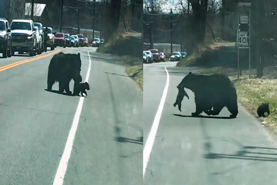Bear cubs on the road; Video Viral – Kairali News  - Time News