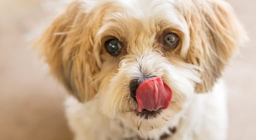 pet dog