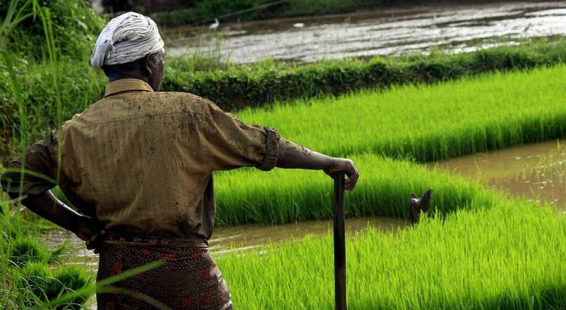 paddy bonus Kerala,