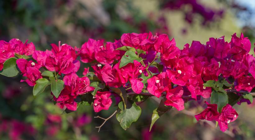 bougainvillea Tea