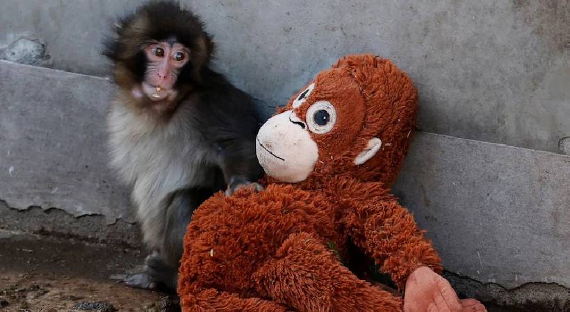 panji-monkey-viral-story-malayalam-news-ichikawa-zoo
