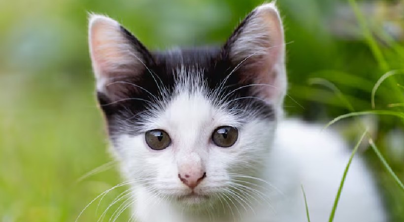 pet-cat-saves-family-from-cobra-snake-lpg-cylinder-pathanapuram