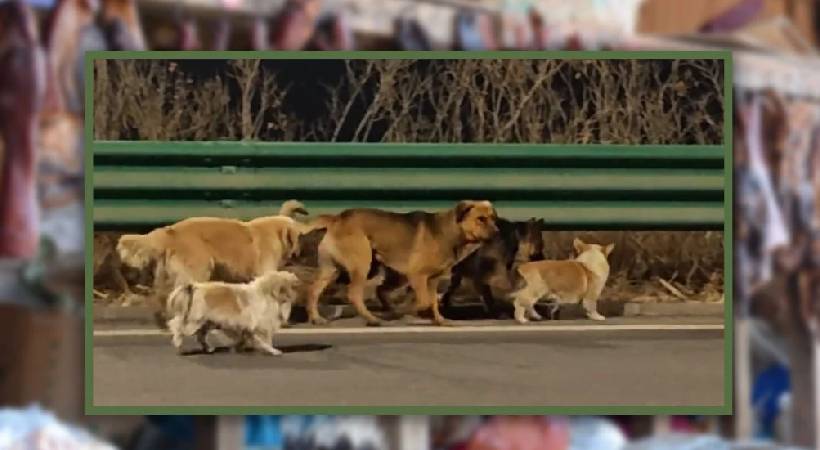 china stolen dog escape
