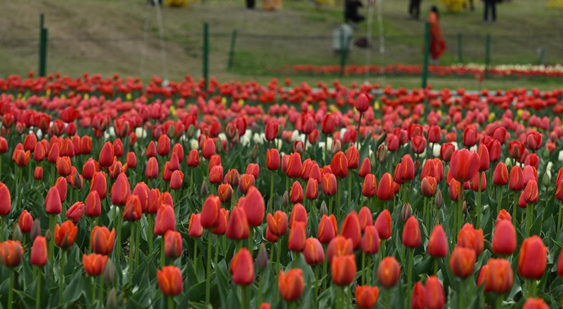 tulip flower festival