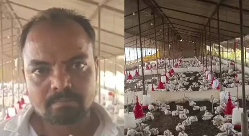 DJ noise chicken death