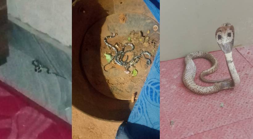 venomous snakes found