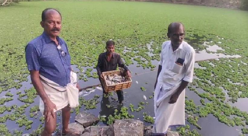 Palakkad fish death
