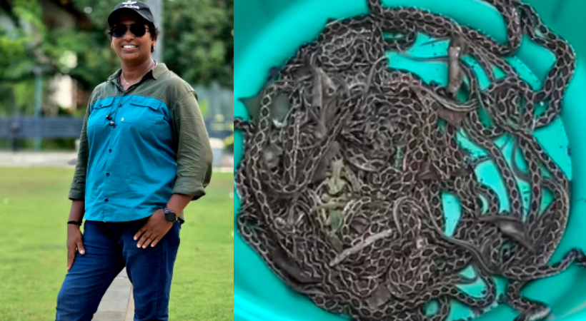 ഭയക്കാതെ പാമ്പുകളെ നോക്കിനിന്നിരുന്ന ബാല്യകാലം; 75 അണലിക്കുഞ്ഞുങ്ങളെ പിടികൂടിയ ഹെവി ഡ്രൈവർ രാജിക്കും ചിലത് പറയാനുണ്ട്