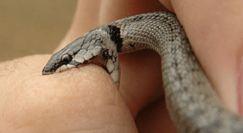 snake bite in kerala