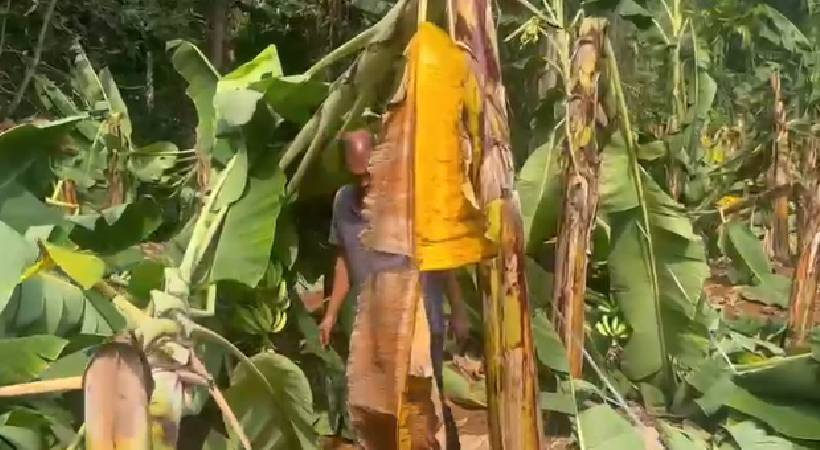 ശക്തമായ കാറ്റിലും മഴയിലും തിരുവല്ല കുറ്റൂരിൽ വ്യാപക കൃഷി നാശം