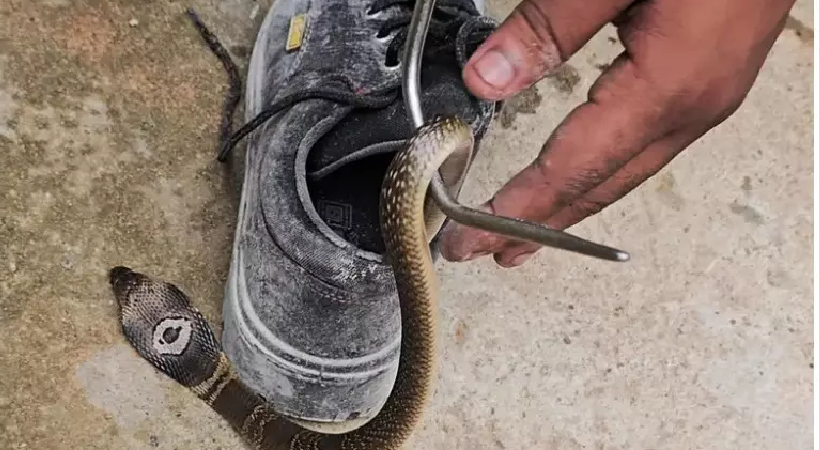 snake inside shoes