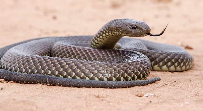 അയ്യോ പാമ്പേ… കടിയേൽക്കാതിരിക്കാനും കടിയേറ്റാലും എന്തൊക്കെ ചെയ്യണം? ഇതൊക്കെ ശ്രദ്ധിക്കൂ…