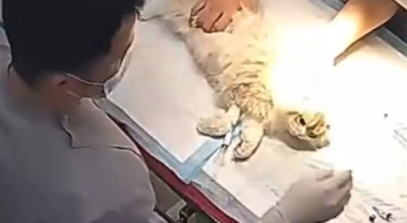 cat death