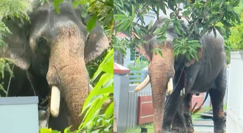 Thrissur Elephant Rampage