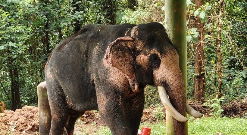 irinjalakkuda elephant attack