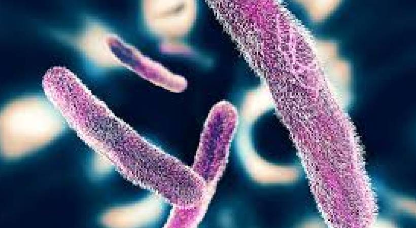 Vadakara Shigella case