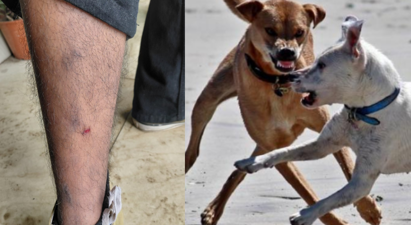 STRAY DOG