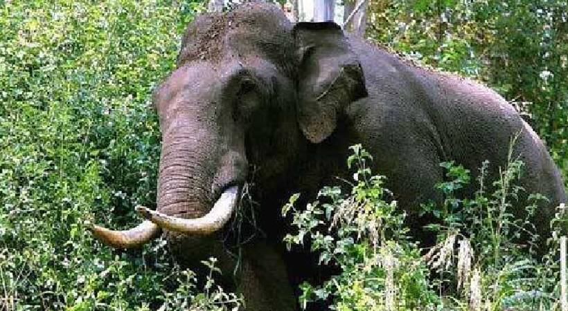 elephant attack idukki