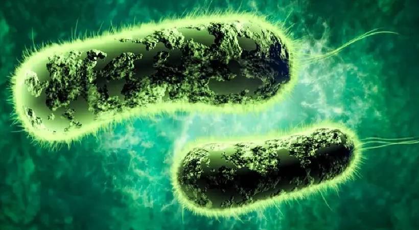 shigella