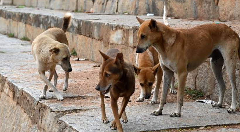 stray dog