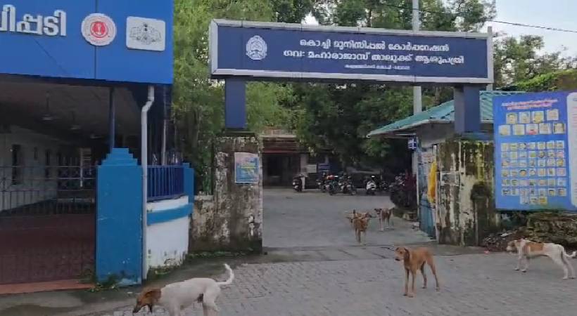 Kochi stray dog attack