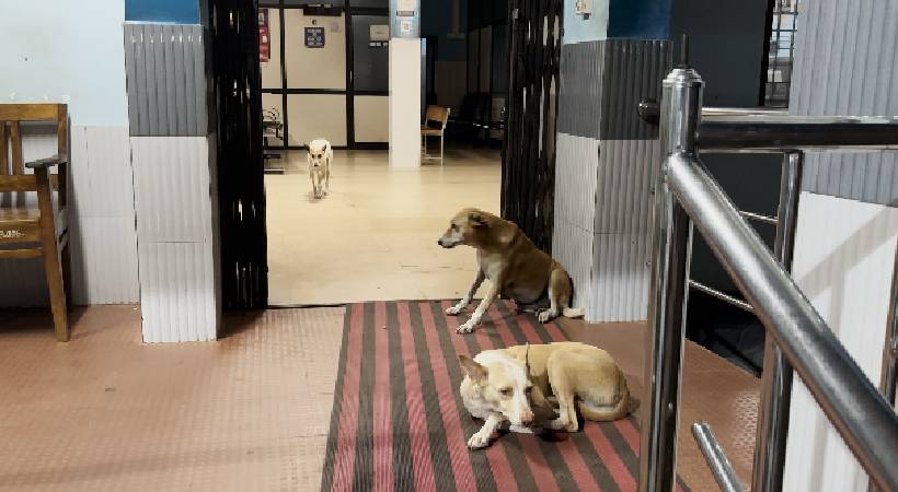 Kasaragod General Hospital stray dogs